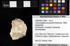 Foto (Objket + Etiketten) von Cracensigillatus acutirostris (Moericke, 1889) 